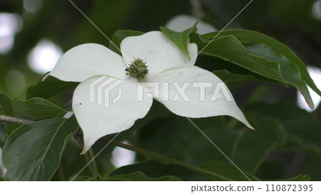 Pokeweed flower Pokeweed flower 110872395