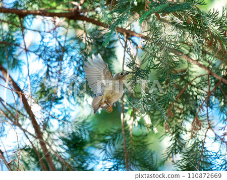 Yellow-bellied flycatcher flies in search of food in a coniferous tree 110872669