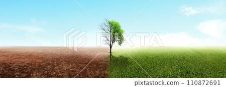 The difference between drought trees to growing trees on the ground with different sky 110872691