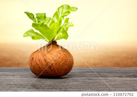 Closeup view of Kokedama plant on the table Closeup view of Kokedama plant on the table 110872702