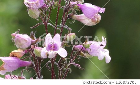 Penstemon 去殼紅花 110872703