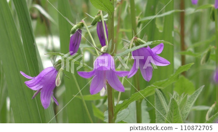 Campanula flowers Campanula flowers 110872705