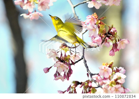 Bigeye來到Sakura Kawazu 110872834