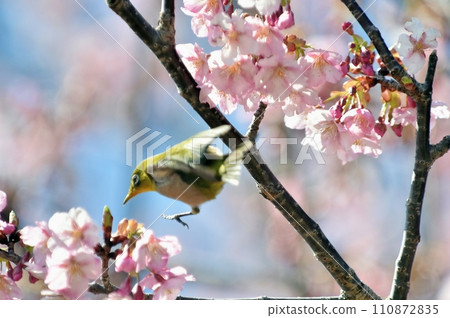 Bigeye來到Sakura Kawazu Bigeye來到Sakura Kawazu 110872835