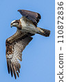 Osprego航班 110872836