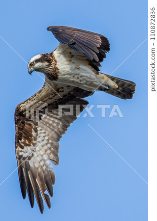 Osprego航班 Osprego航班 110872836