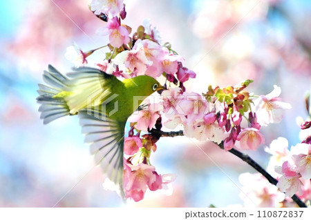 Bigeye來到Sakura Kawazu Bigeye來到Sakura Kawazu 110872837