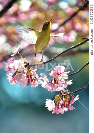 Bigeye來到Sakura Kawazu 110872838