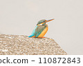 翠鳥 110872843