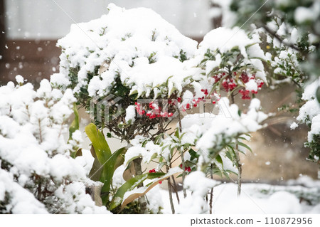 冰雪覆蓋的萬兩果 110872956