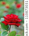 Red Rose Flower 110873031