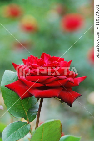 紅玫瑰花 110873031