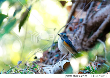 與Ruribitaki的風景 110873032