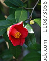 Camellia flower 110873056
