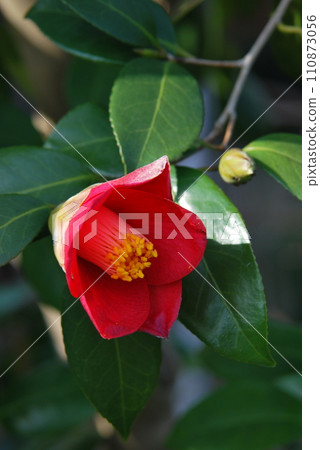 Camellia flower 110873056