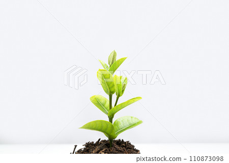 Newly grown plant seedlings on the soil Newly grown plant seedlings on the soil 110873098