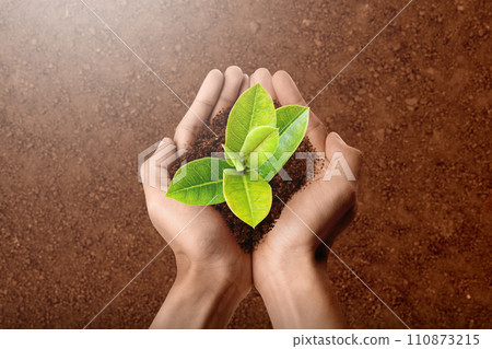 Human hand showing newly grown plant seedlings on the soil 110873215