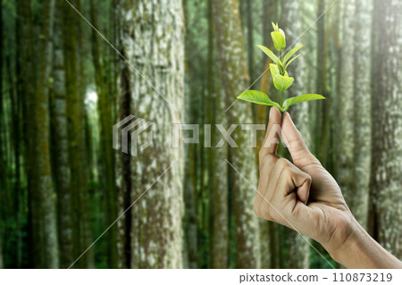 Human hand holding plant seedlings Human hand holding plant seedlings 110873219