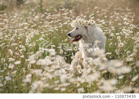 Daisies white dog Maremma Sheepdog in a wreath of daisies sits on a green lawn with wild flowers daisies, walks a pet. Cute photo with a dog in a wreath of daisies. 110873430