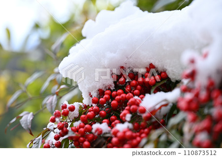 初雪與南天竹果 初雪與南天竹果 110873512