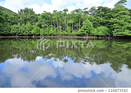 西表島 中間川紅樹林的倒影 西表島 中間川紅樹林的倒影 110873582