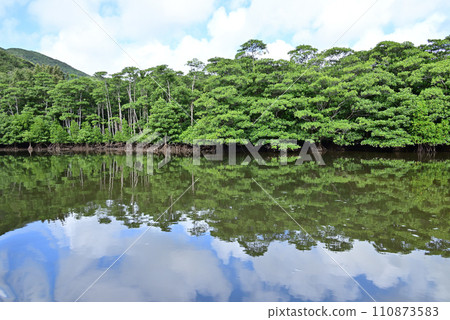 西表島 中間川紅樹林的倒影 西表島 中間川紅樹林的倒影 110873583
