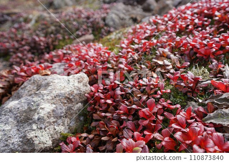 Wine-colored Urashima azalea Wine-colored Urashima azalea 110873840