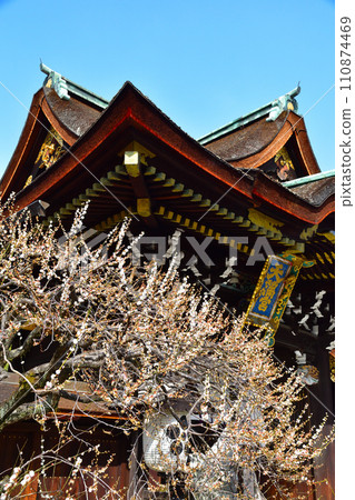 早春梅花 北野天滿宮 110874469