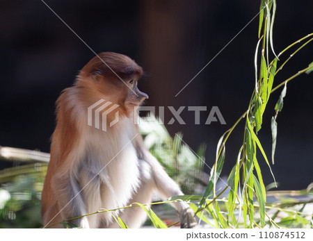 A relaxing proboscis monkey A relaxing proboscis monkey 110874512