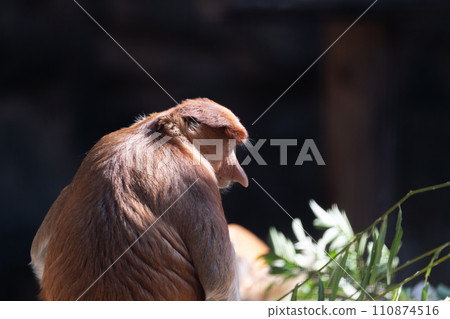 A relaxing proboscis monkey 110874516
