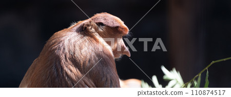 A relaxing proboscis monkey A relaxing proboscis monkey 110874517