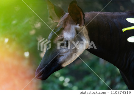 Okapi 110874519