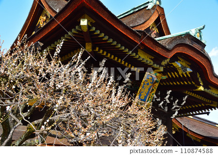 Early Spring Plum Kitano Tenmangu Shrine Early Spring Plum Kitano Tenmangu Shrine 110874588