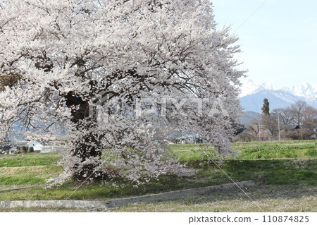 盛開的櫻花樹和北阿爾卑斯山的風景 盛開的櫻花樹和北阿爾卑斯山的風景 110874825