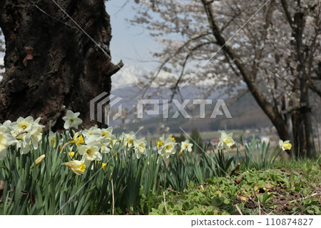 春天的風景,水仙花和櫻花盛開 春天的風景,水仙花和櫻花盛開 110874827