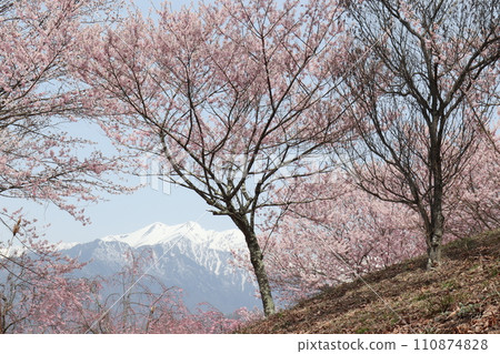 櫻花之外的吉賀山 110874828