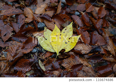 yellow fallen leaves wet in the rain yellow fallen leaves wet in the rain 110874886