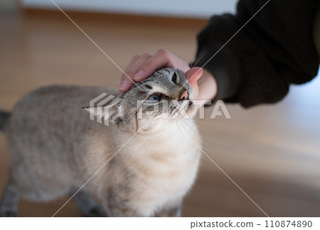 pet the cat pet the cat 110874890