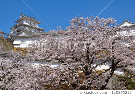 Spring cherry blossoms Himeji Castle 110875252