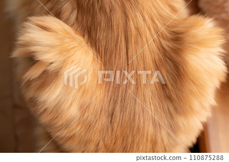 Cat fur brown tabby cat 110875288