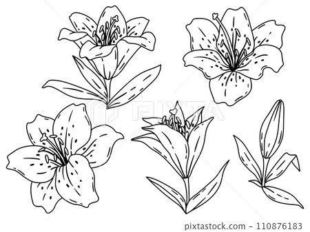 Set of lilies flowers. Beautiful decorative plant. Set of lilies flowers. Beautiful decorative plant. 110876183
