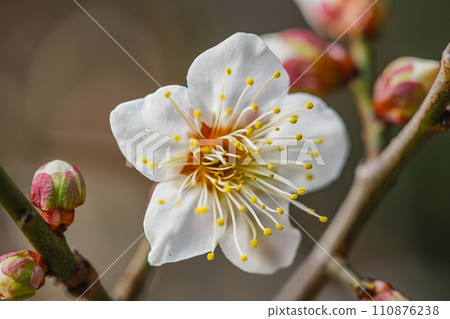 white plum blossom white plum blossom 110876238
