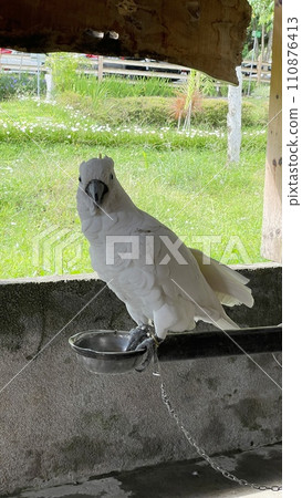 The White Cockatoo in conservation The White Cockatoo in conservation 110876413