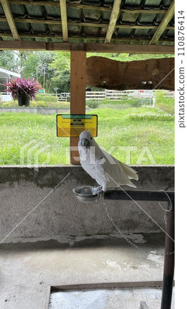 The White Cockatoo in conservation The White Cockatoo in conservation 110876414