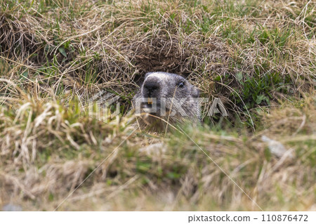 Alpine marmot (Marmota marmota) Alpine marmot (Marmota marmota) 110876472