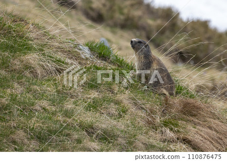 Alpine marmot (Marmota marmota) 110876475