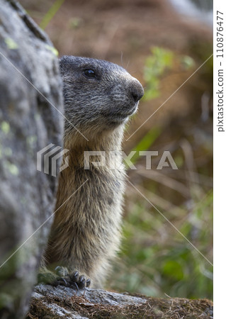 Alpine marmot (Marmota marmota) at Binntal Nature Park (Valais, Switzerland) 110876477