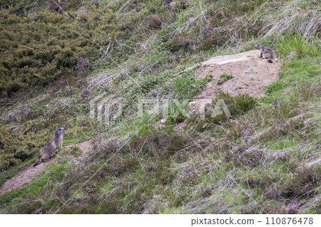 Alpine marmot (Marmota marmota) at Binntal Nature Park (Valais, Switzerland) 110876478