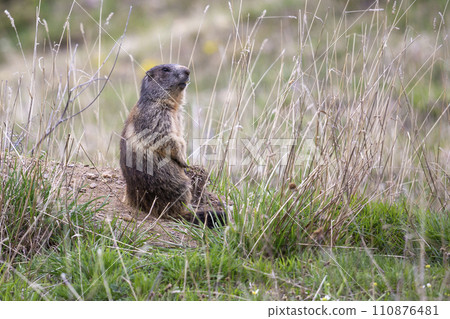 Alpine marmot (Marmota marmota) at Binntal Nature Park (Valais, Switzerland) 110876481