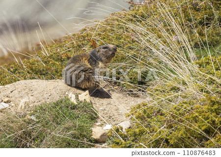 Alpine marmot (Marmota marmota) at Binntal Nature Park (Valais, Switzerland) 110876483